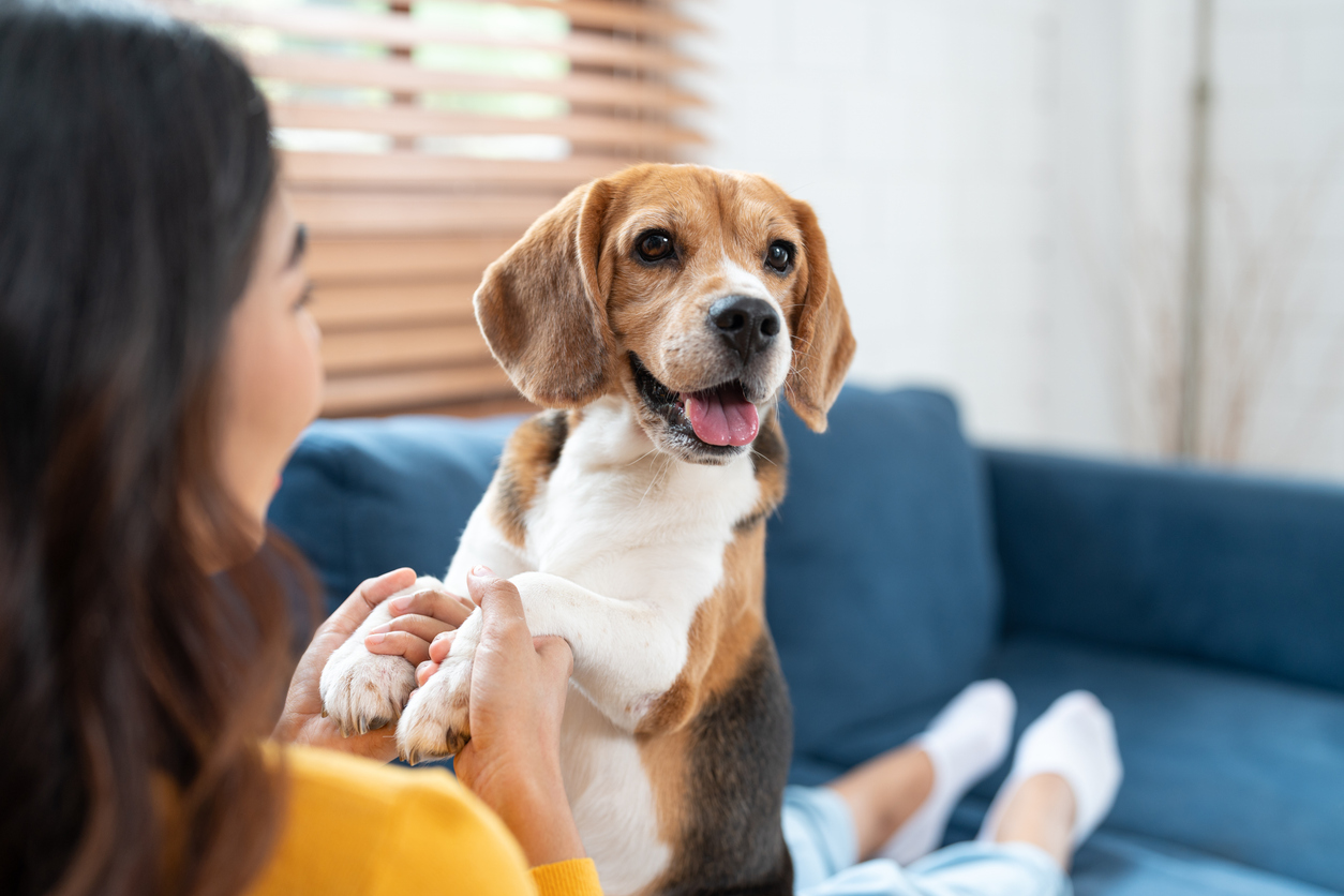 Behind the Pharmacy Counter: Why the Ridglan Farms Beagle Rescue Changes How We View Vitamins
